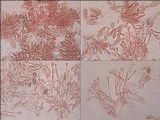 Hebeloma bulbiferum image