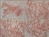 Hebeloma bulbiferum image
