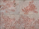Hebeloma bulbiferum image