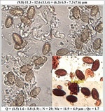 Hebeloma bulbiferum image