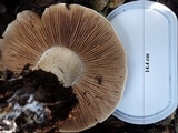 Hebeloma bulbiferum image
