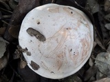 Hebeloma bulbiferum image