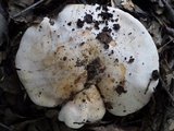 Hebeloma bulbiferum image