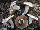 Hebeloma bulbiferum image