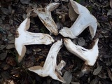 Hebeloma bulbiferum image