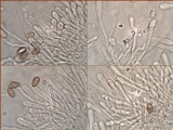 Hebeloma bulbiferum image