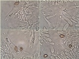 Hebeloma bulbiferum image