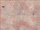 Hebeloma bulbiferum image
