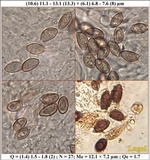 Hebeloma bulbiferum image