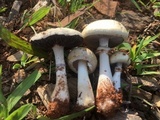 Stropharia coronilla image