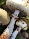 Stropharia coronilla image