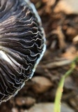 Stropharia coronilla image