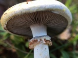 Stropharia coronilla image