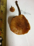 Xeromphalina tenuipes image