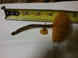 Xeromphalina tenuipes image