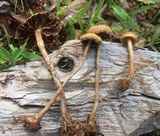 Protostropharia semiglobata image