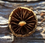 Protostropharia semiglobata image