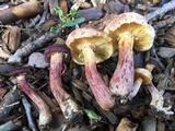 Gymnopilus luteofolius image