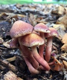 Gymnopilus luteofolius image