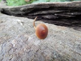 Conocybe rugosa image