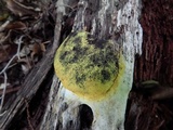 Fuligo septica image