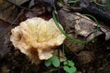 Thelephora vialis image