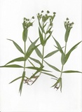 Microbotryum stellariae image