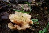 Thelephora vialis image