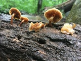 Kuehneromyces marginellus image