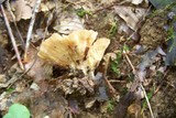 Thelephora vialis image