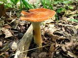 Polyporus radicatus image