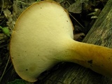 Polyporus radicatus image