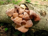 Auricularia angiospermarum image