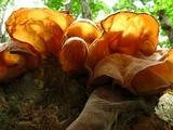 Auricularia angiospermarum image