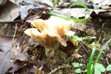 Thelephora vialis image
