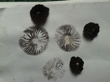 Panaeolus cinctulus image