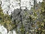 Fuscopannaria mediterranea image
