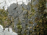 Fuscopannaria mediterranea image