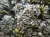 Fuscopannaria mediterranea image