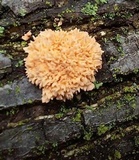 Xylaria cubensis image