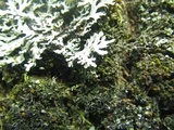 Heterodermia obscurata image