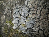Pannaria conoplea image