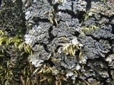 Pannaria conoplea image