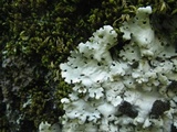 Lobaria amplissima image