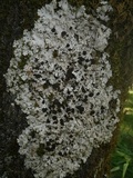 Lobaria amplissima image