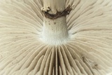Agrocybe molesta image