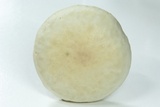 Agrocybe molesta image