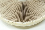 Agrocybe molesta image