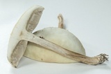 Agrocybe molesta image