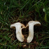 Lyophyllum decastes image